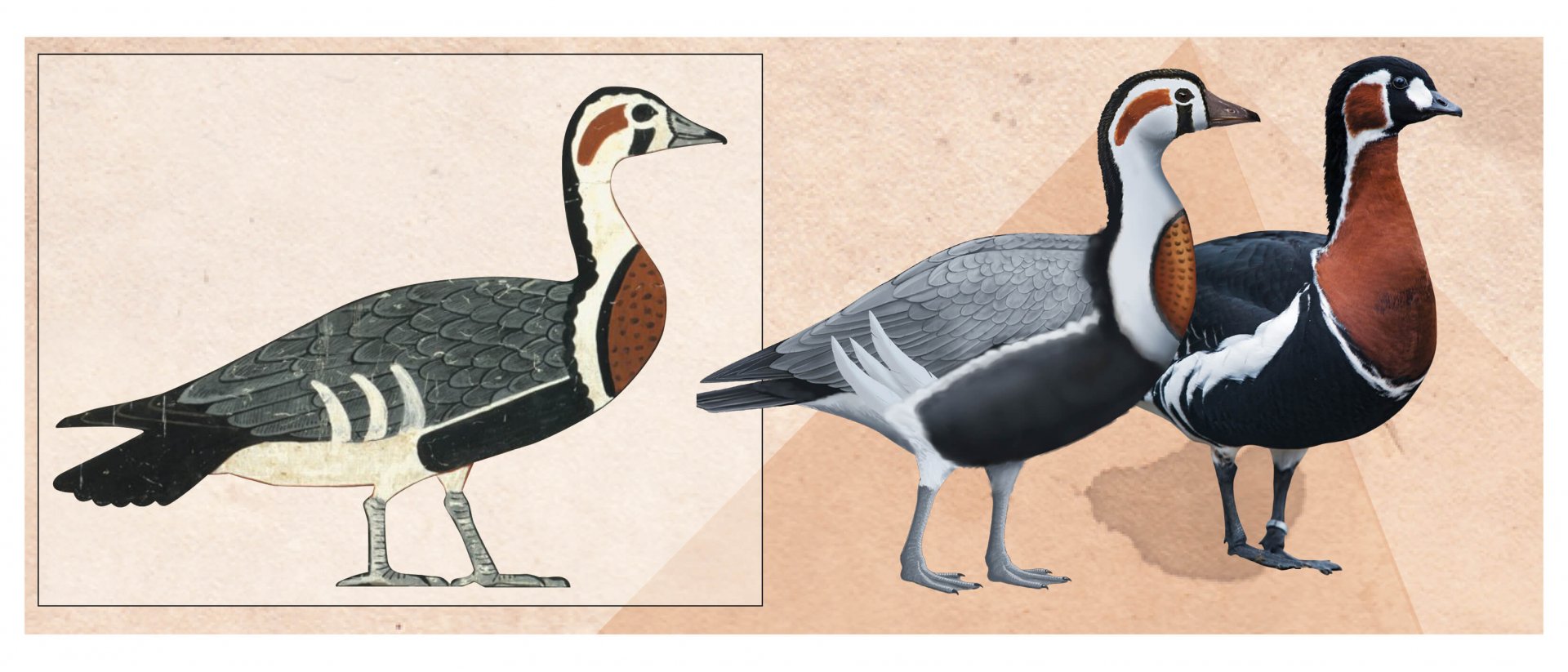 A recreation of life by Romilio alongside a modern red-breasted goose -.